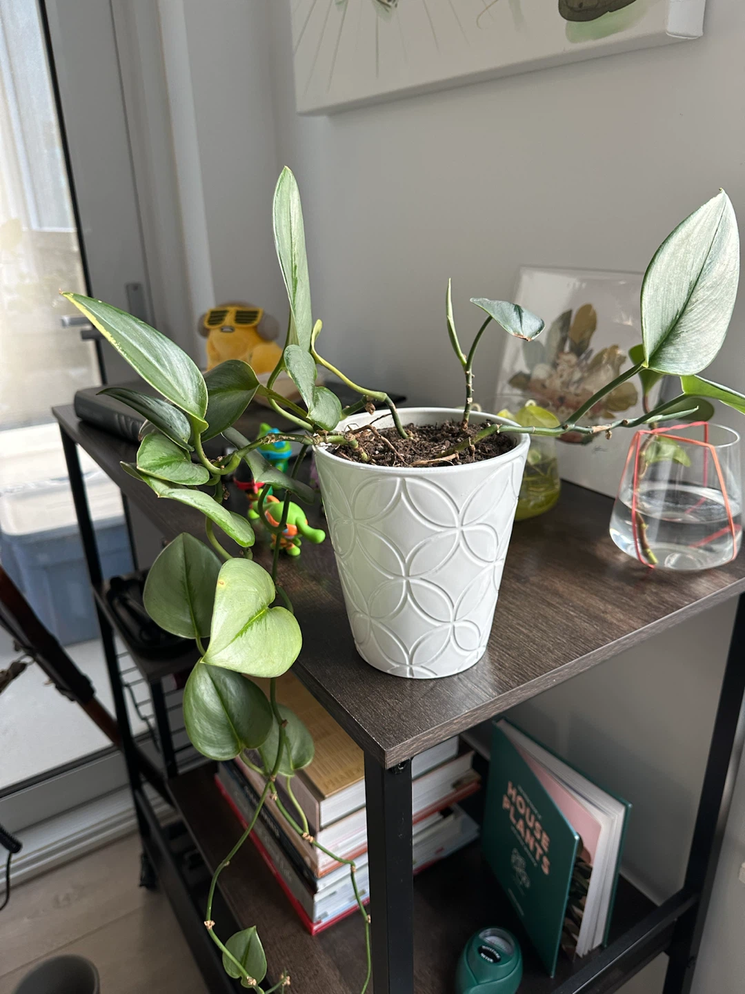 Silver Sword Philodendron Plant W Pot - photo 2