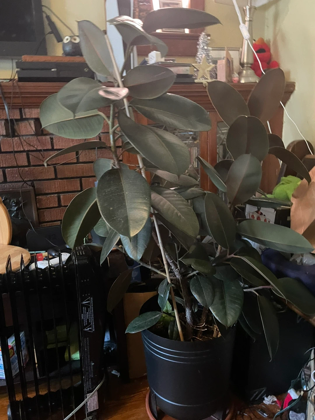 Rubber Plant Tree 3&1/2 ft