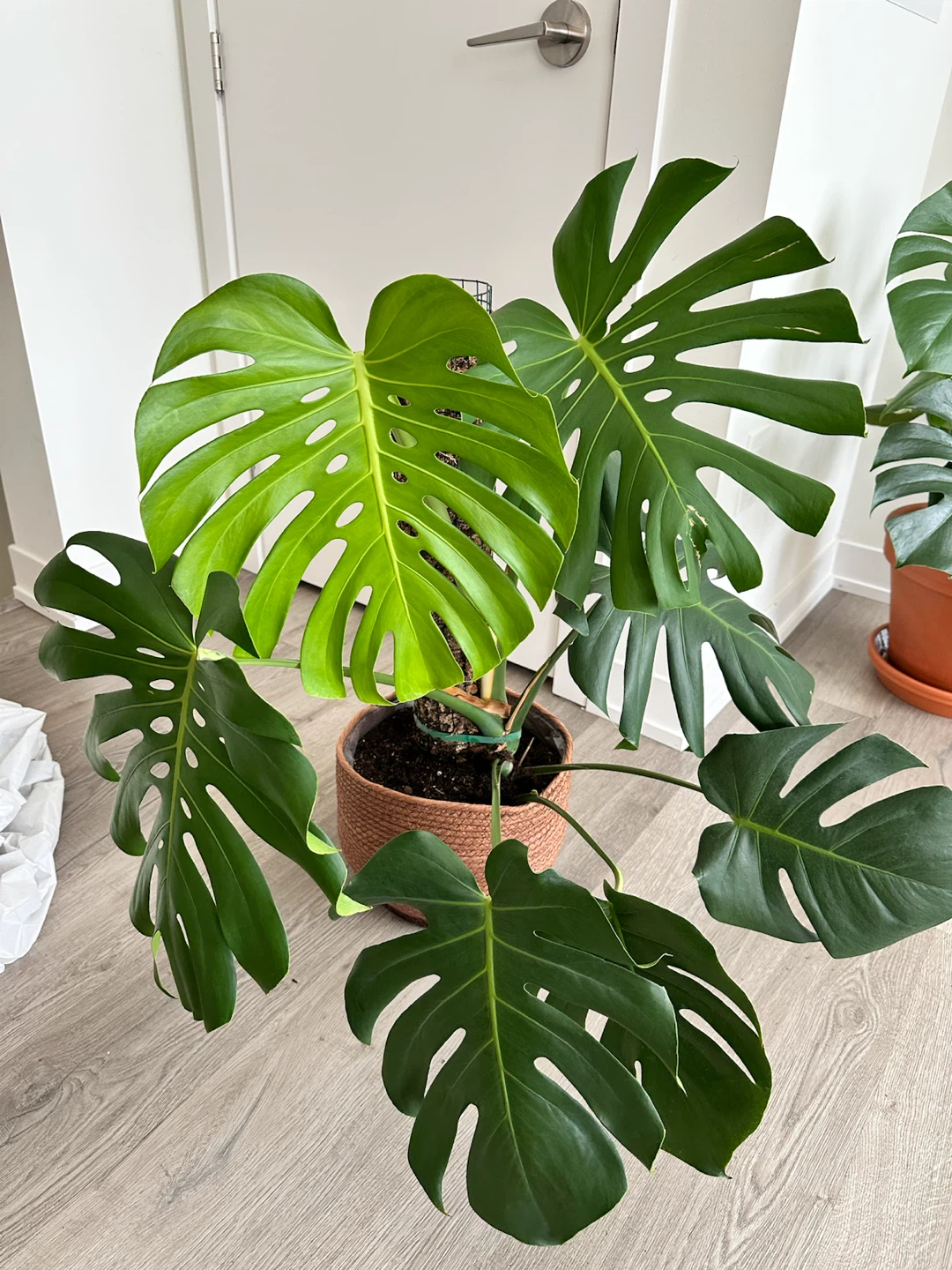 Monstera Deliciosa with Moss Pole and Deco Pot