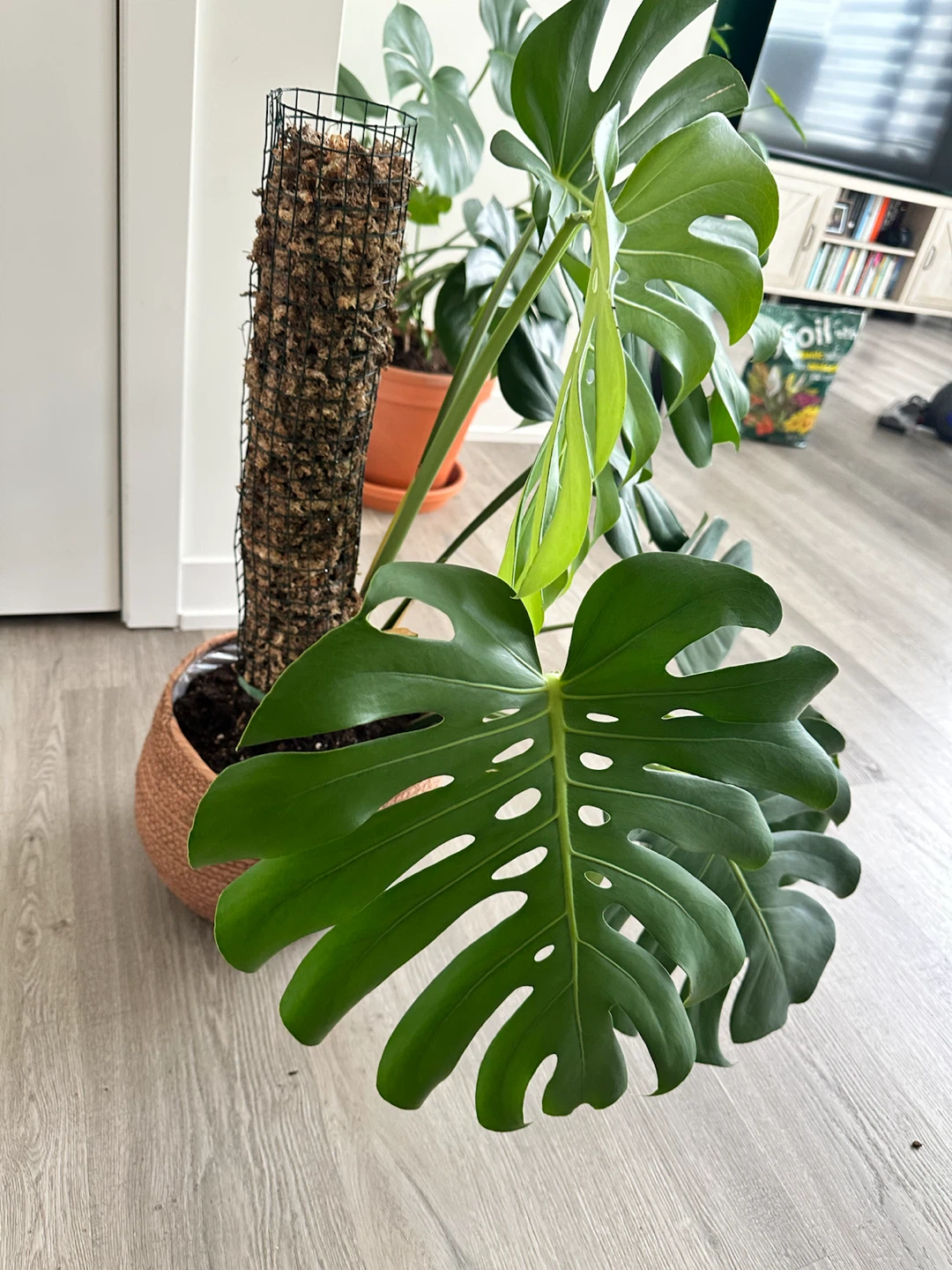 Monstera Deliciosa with Moss Pole and Deco Pot - photo 2