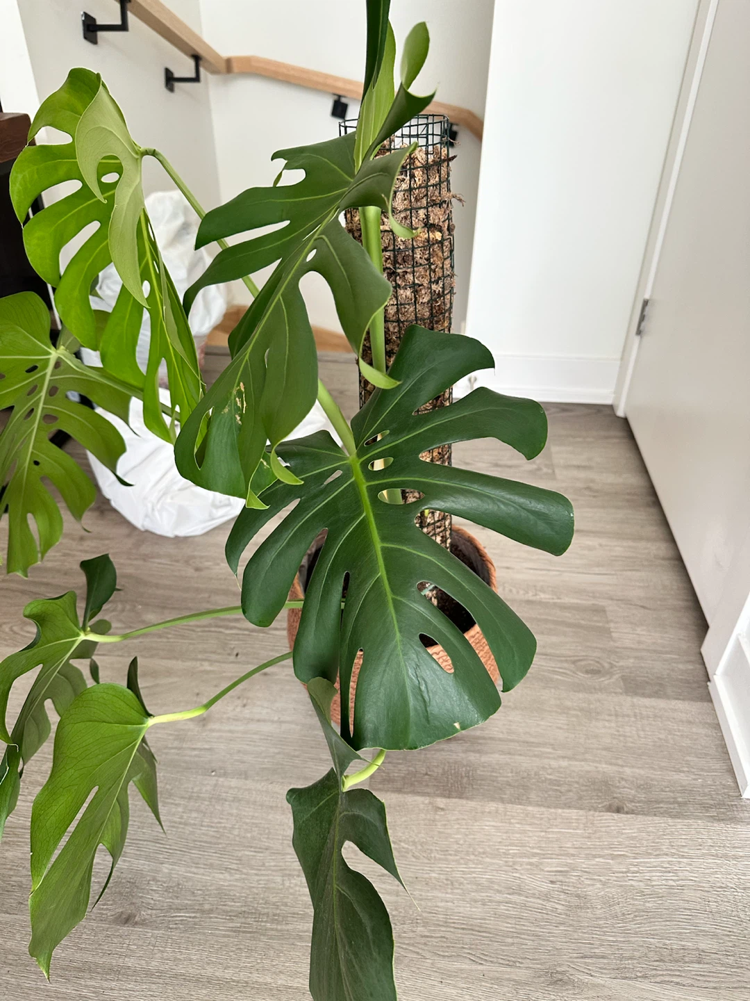 Monstera Deliciosa with Moss Pole and Deco Pot - photo 3