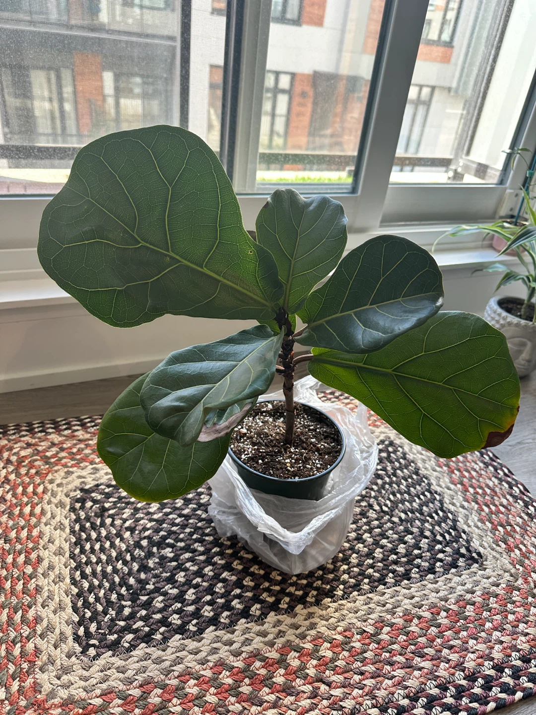 Fiddle Leaf Fig Plant