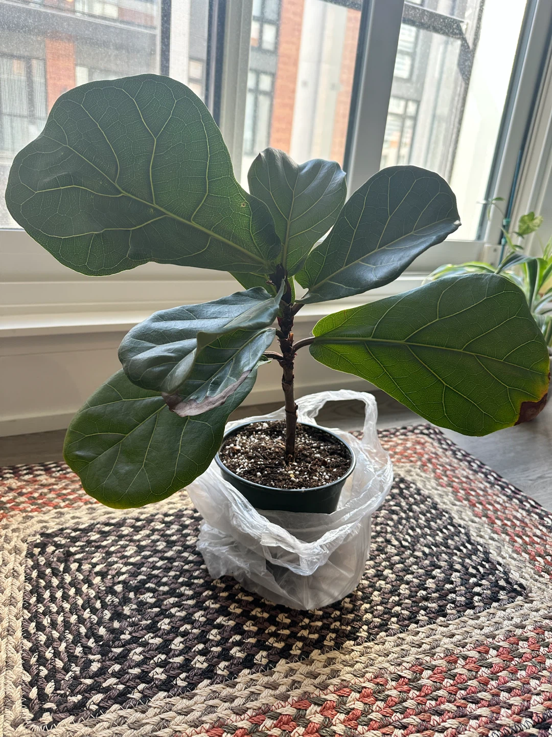 Fiddle Leaf Fig Plant - photo 2