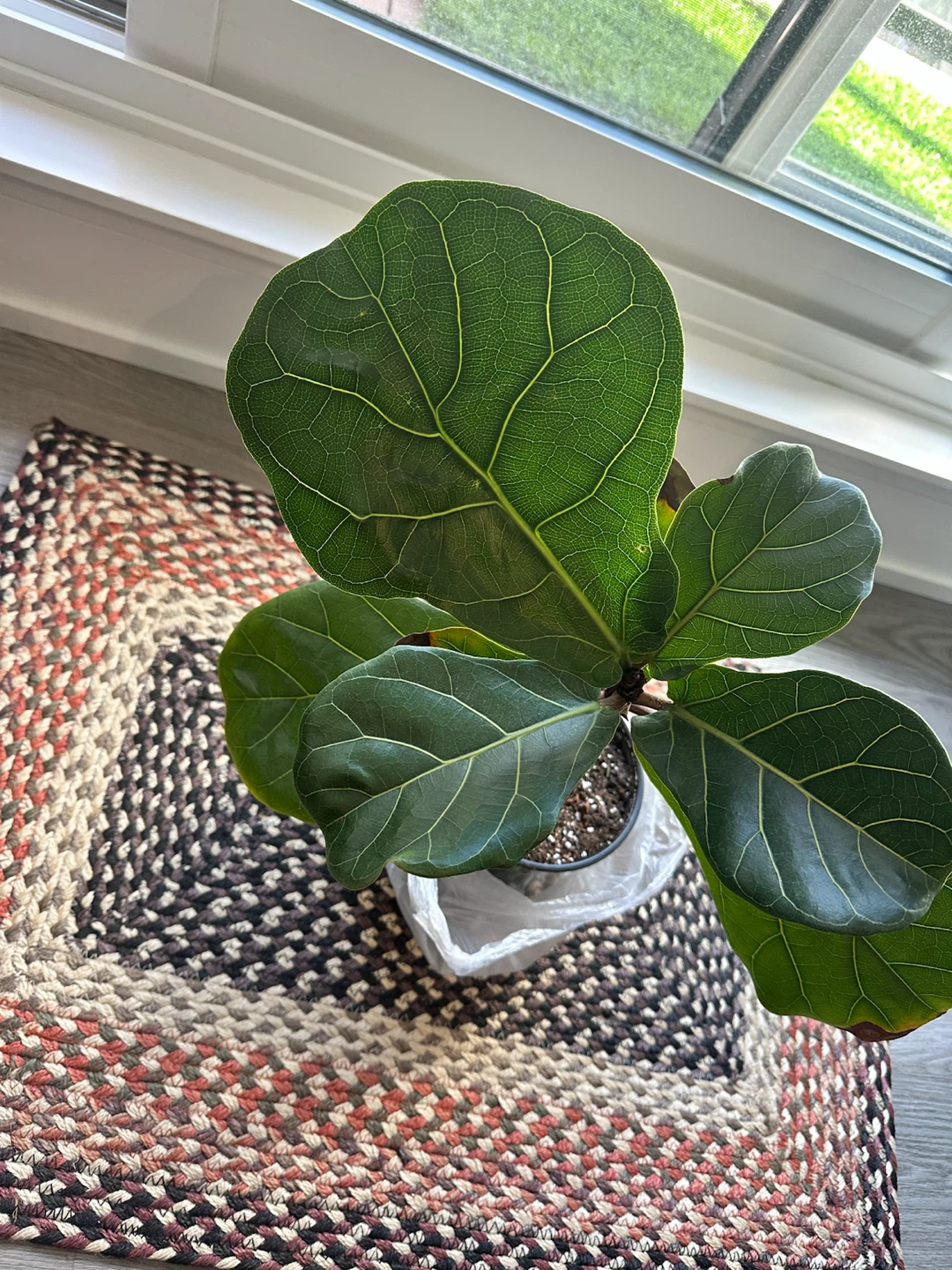 Fiddle Leaf Fig Plant - photo 3