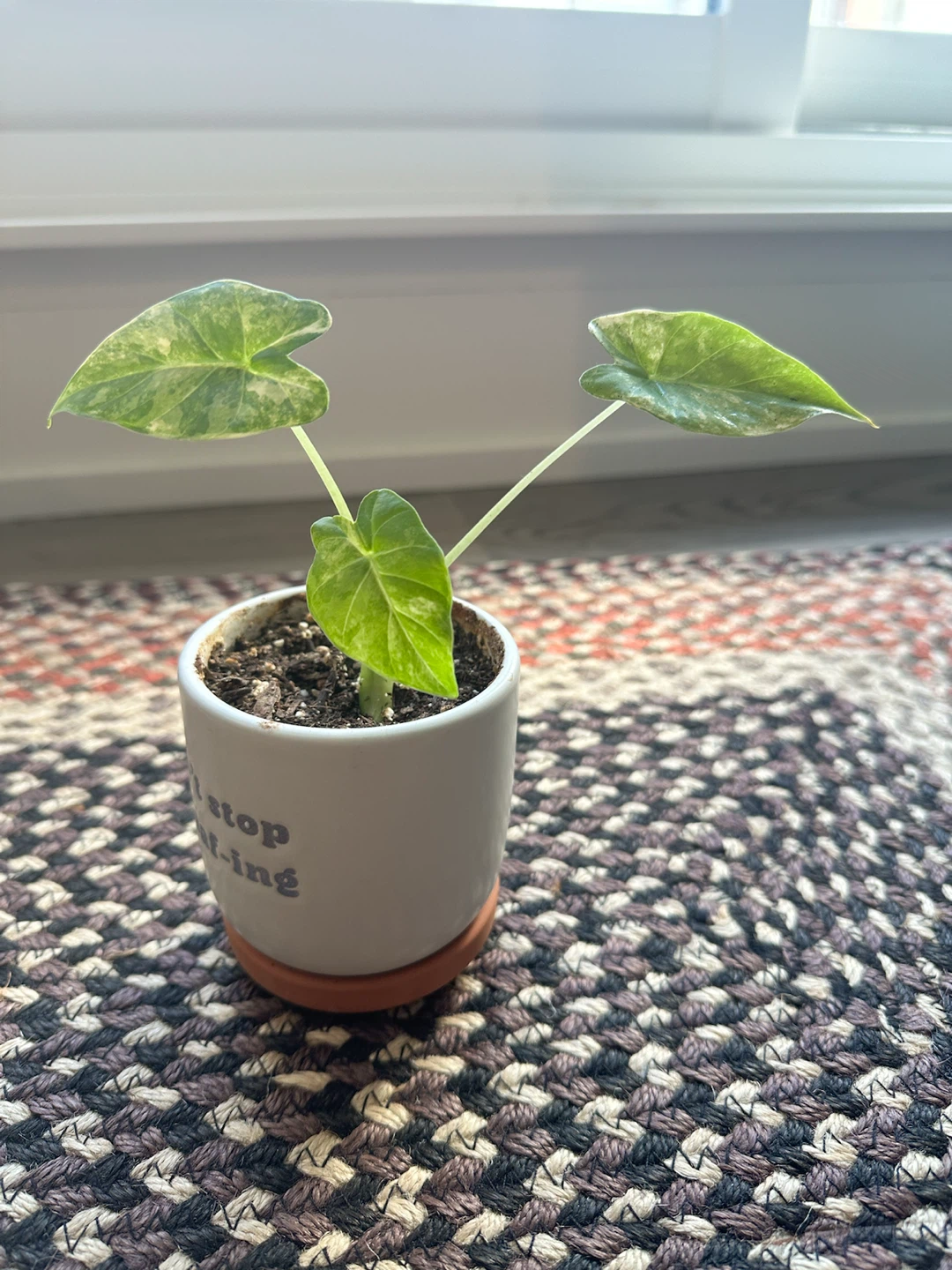 Variegated Alocasia plant