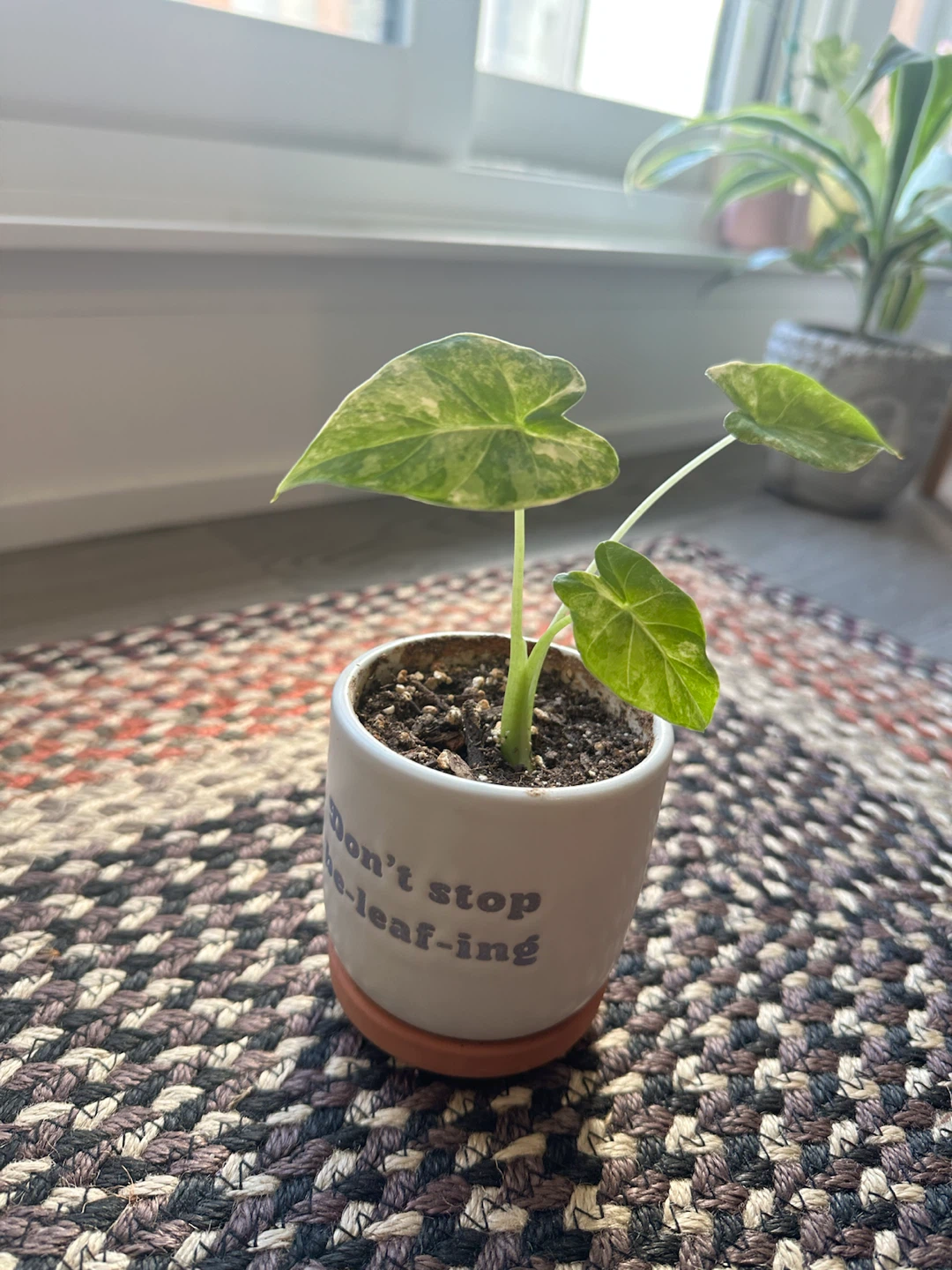 Variegated Alocasia plant - photo 2