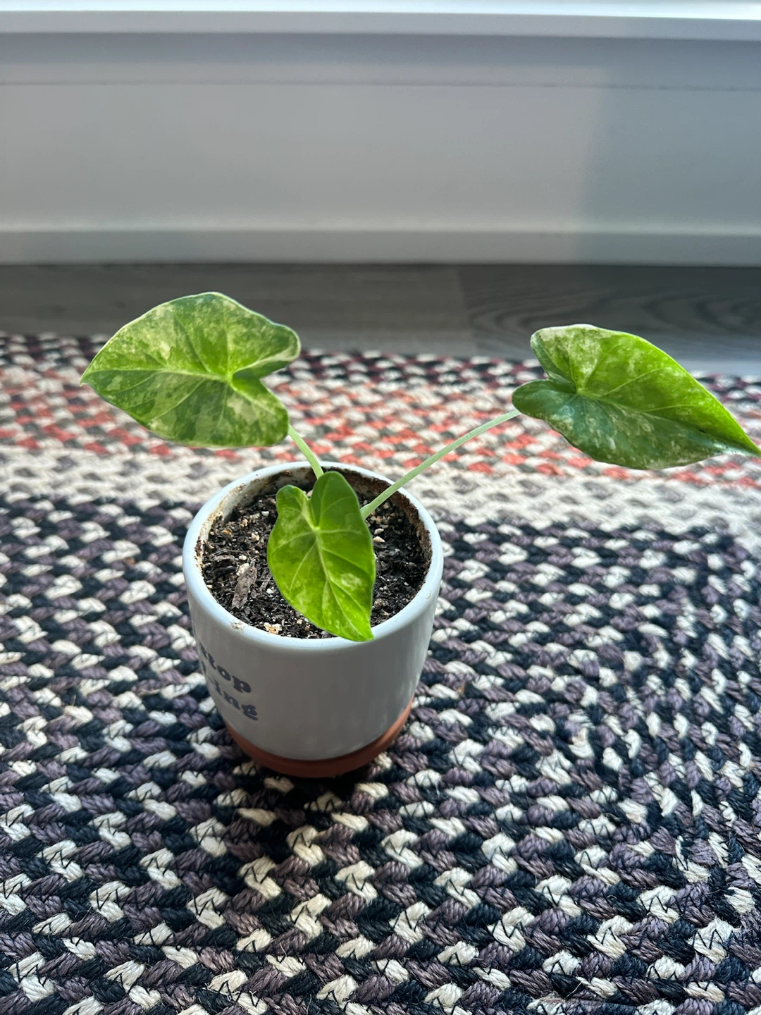 Variegated Alocasia plant - photo 3