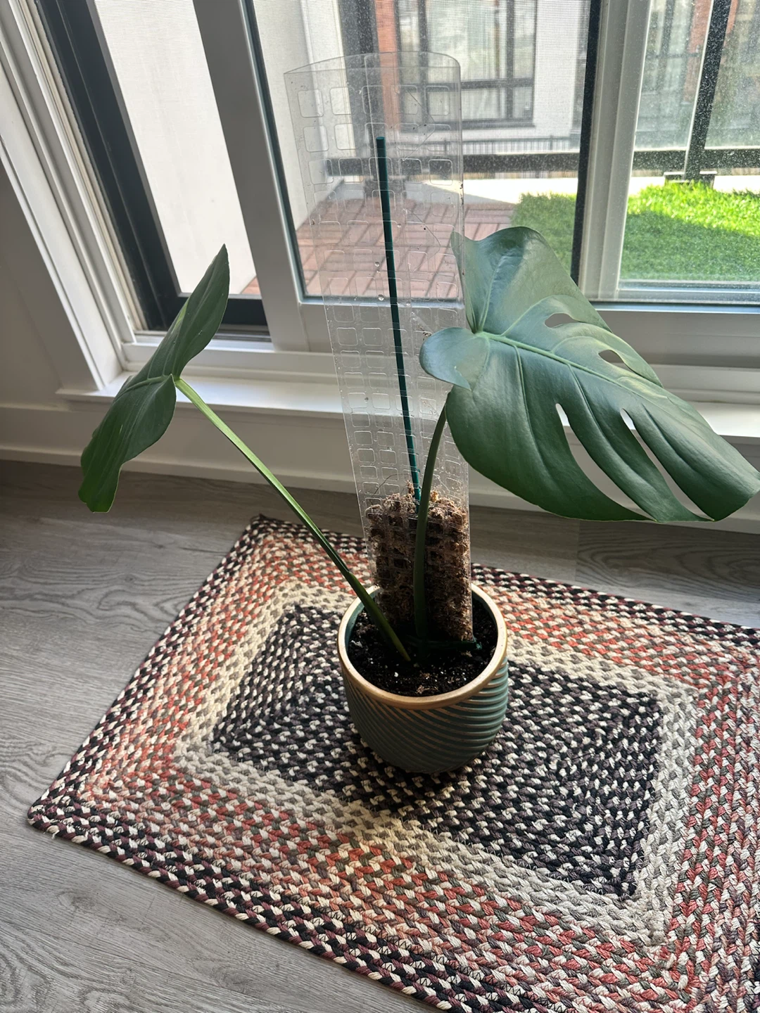 Monstera deliciosa with moss pole