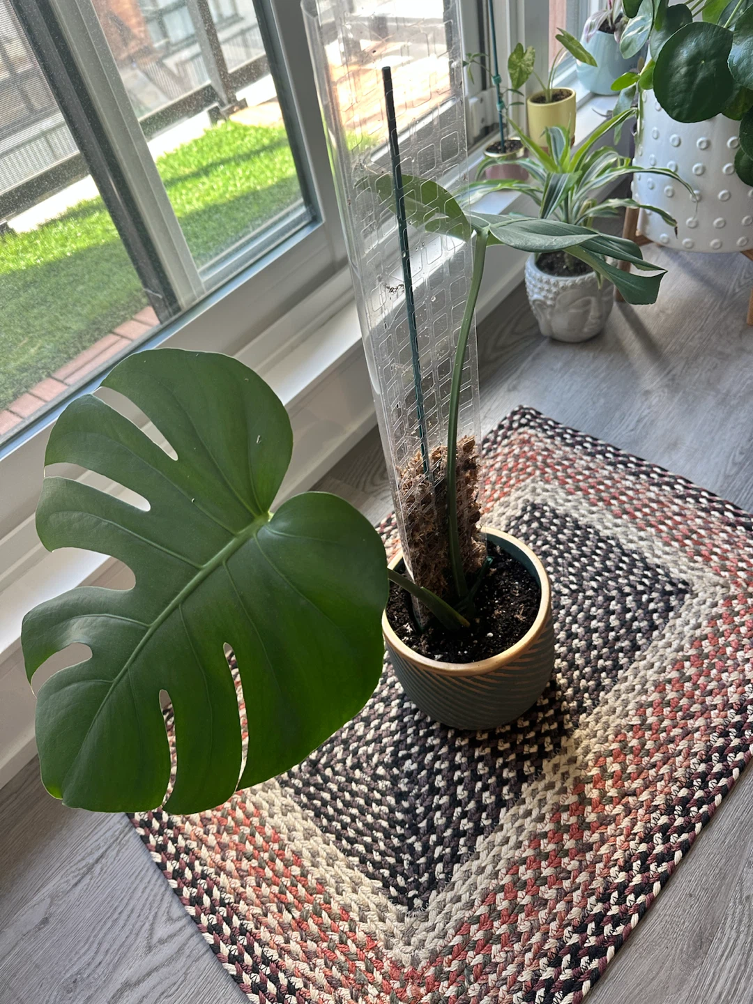 Monstera deliciosa with moss pole - photo 2