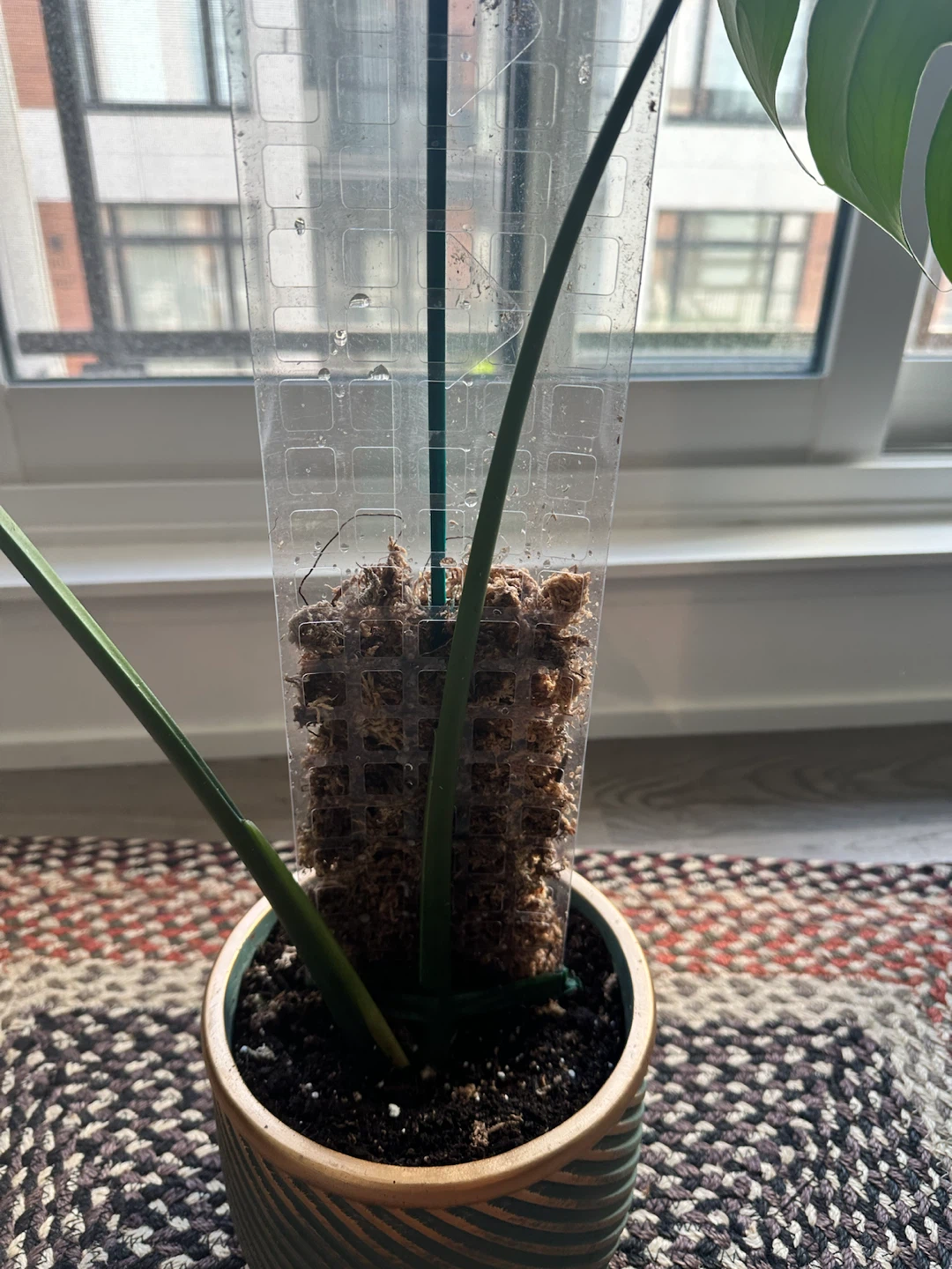 Monstera deliciosa with moss pole - photo 3