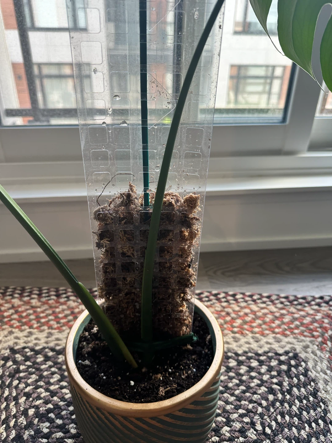 Monstera deliciosa with moss pole - photo 4