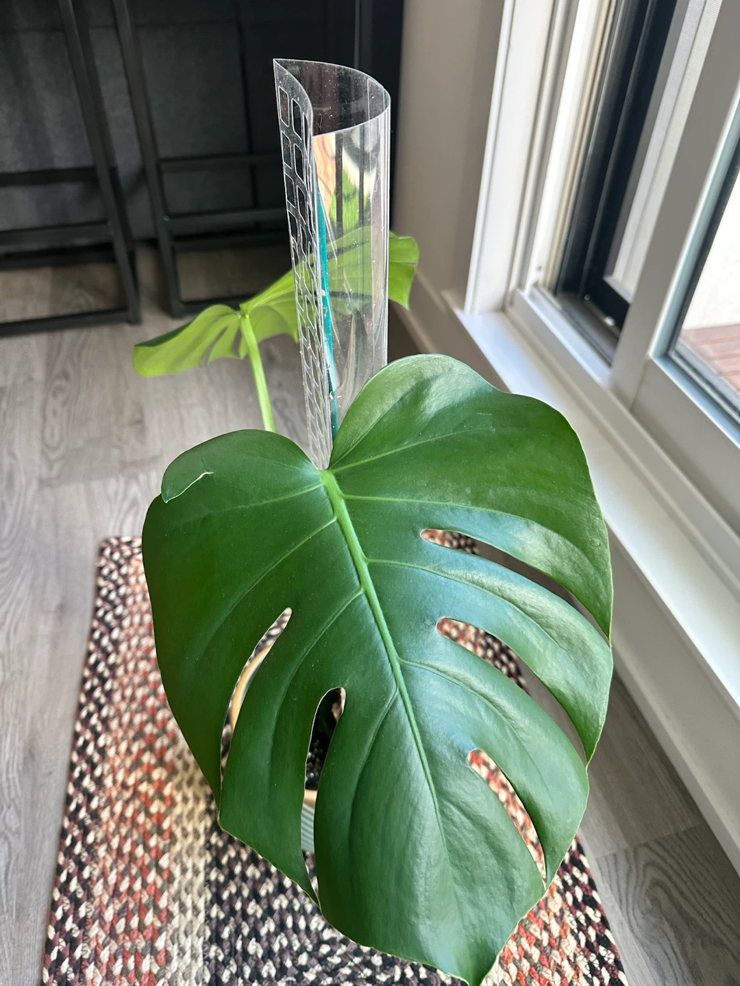Monstera deliciosa with moss pole - photo 5