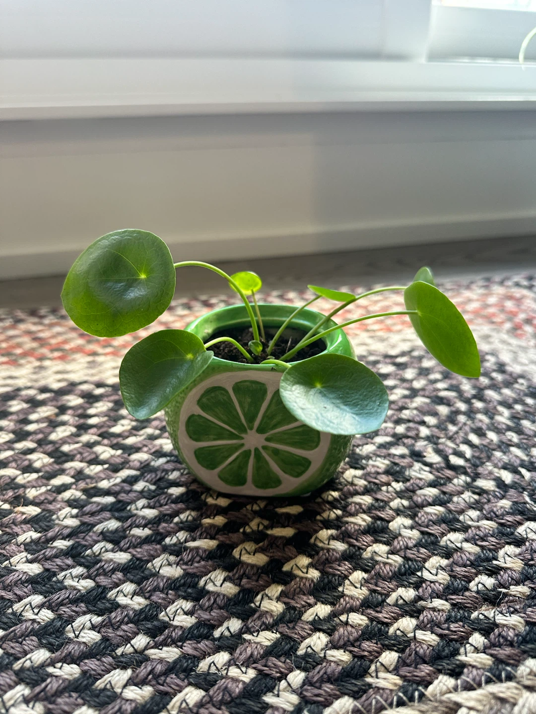 Pilea Plant in Ceramic Lime Pot
