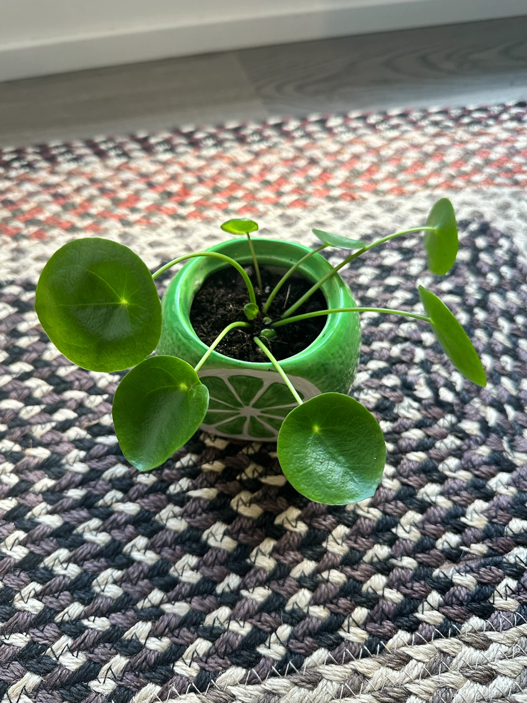 Pilea Plant in Ceramic Lime Pot - photo 2