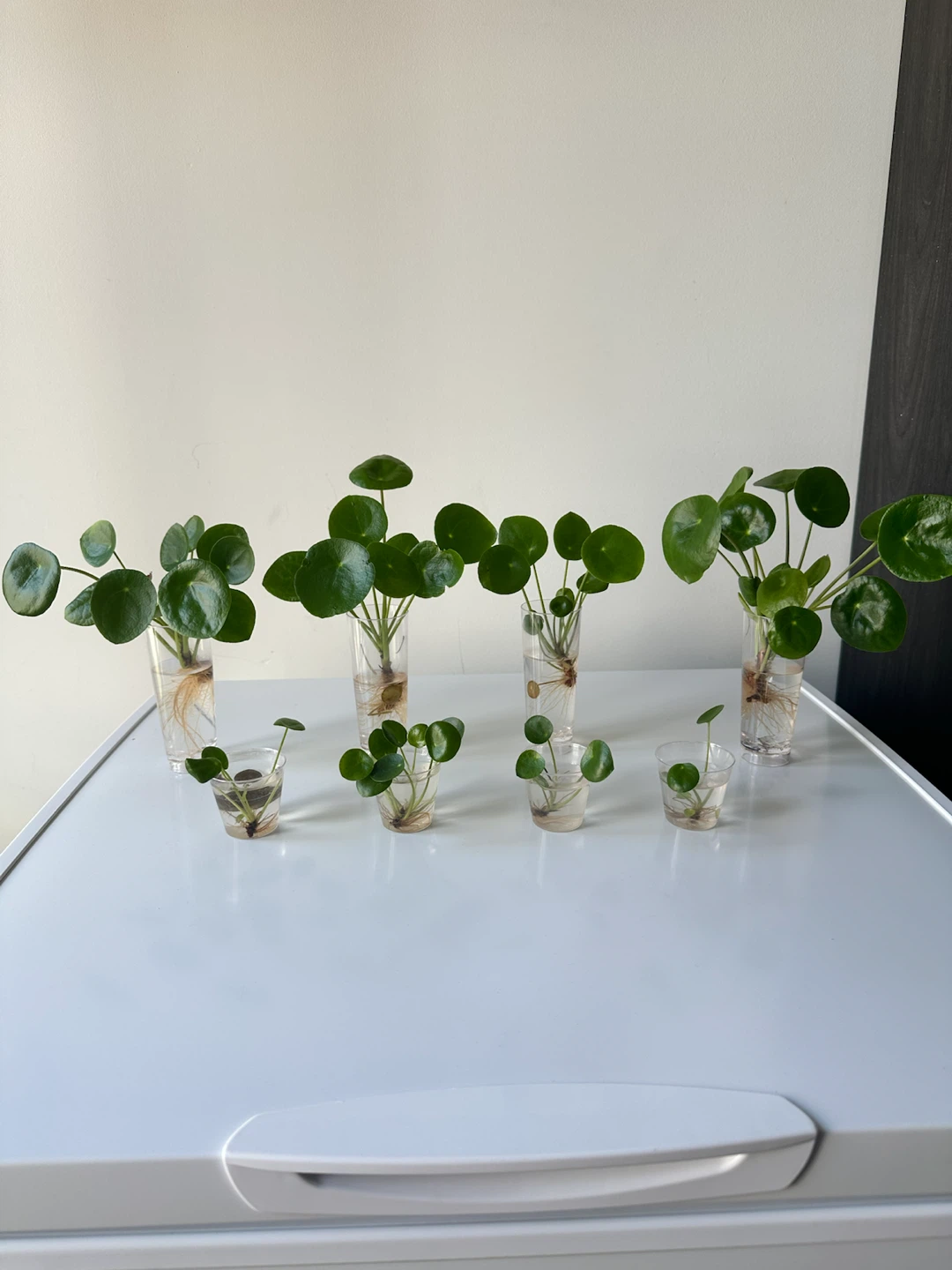 Pilea Peperomioides Cuttings