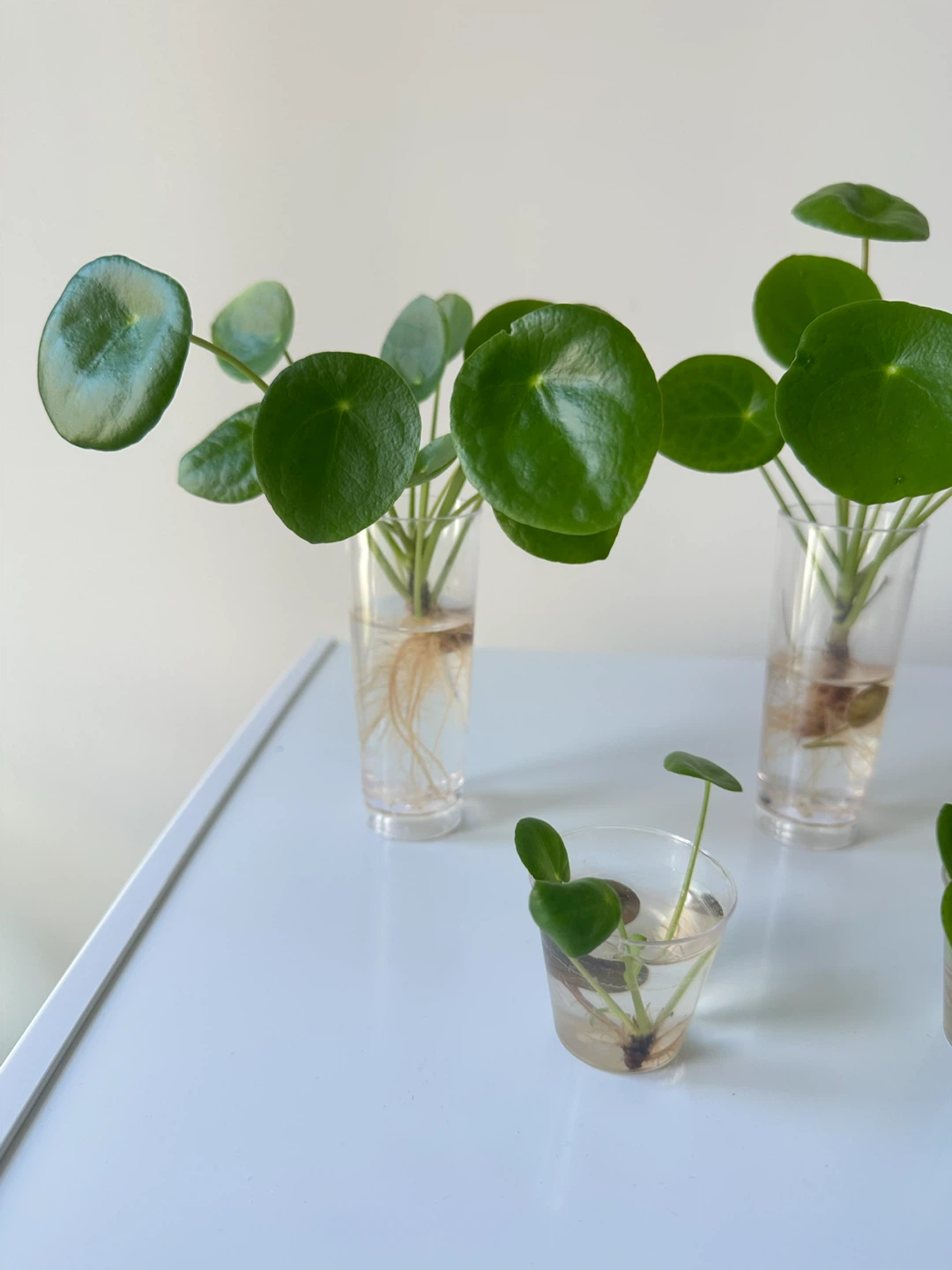 Pilea Peperomioides Cuttings - photo 2