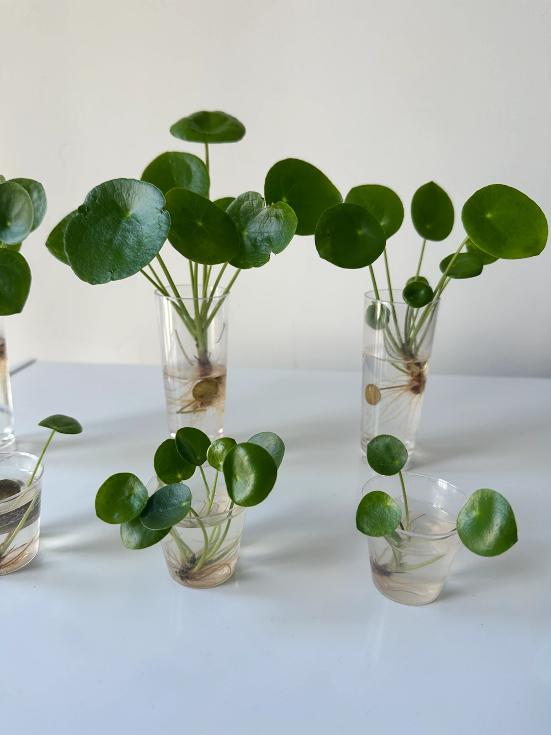 Pilea Peperomioides Cuttings - photo 3