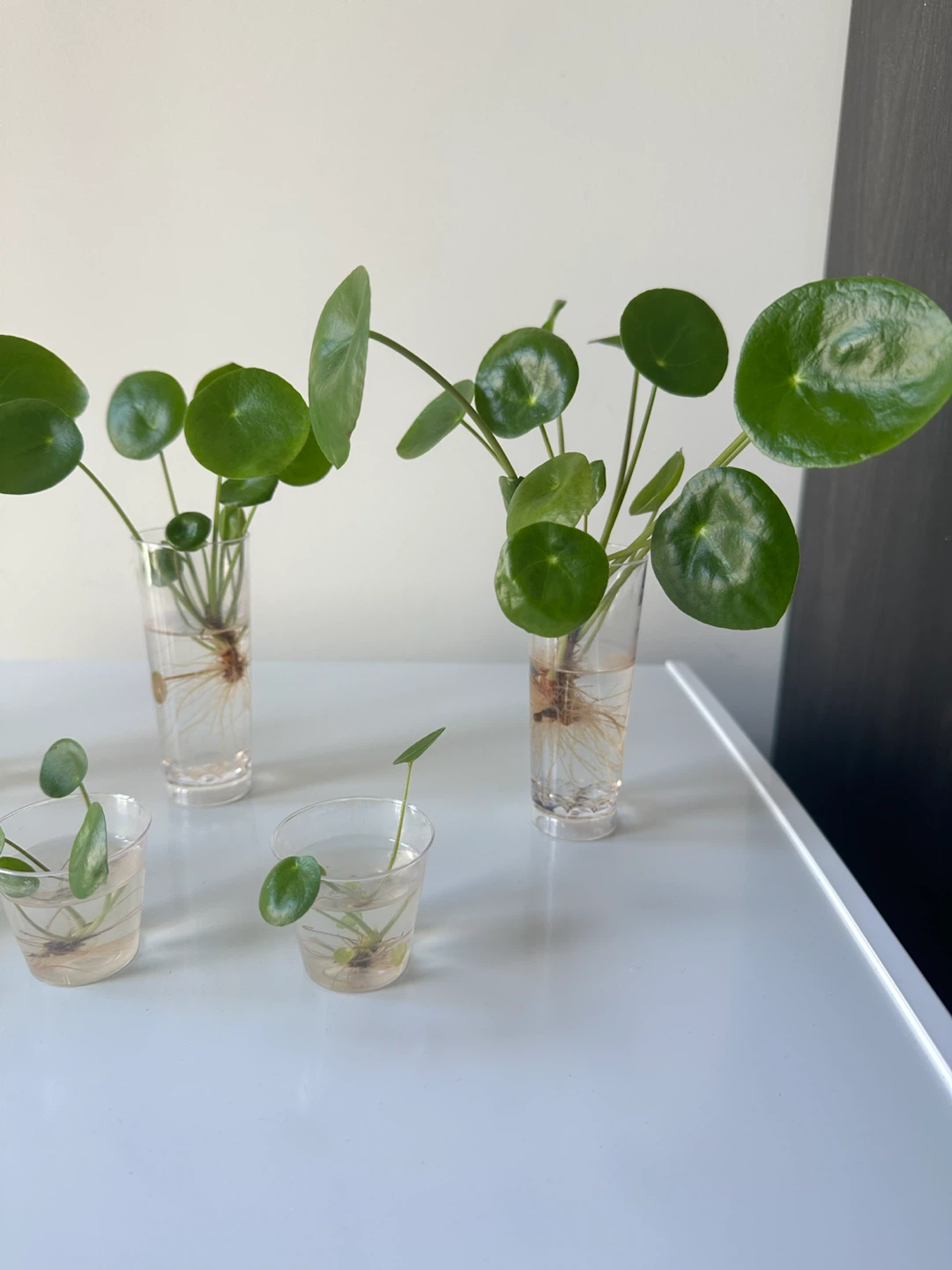 Pilea Peperomioides Cuttings - photo 4