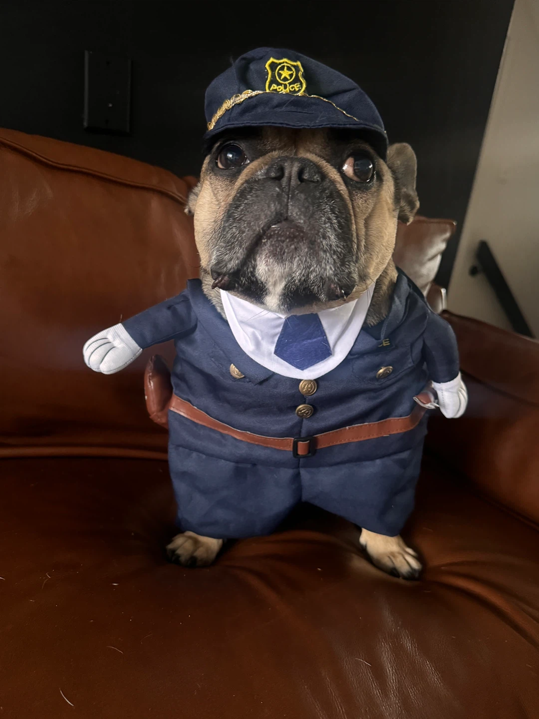 Assorted Pet Halloween Costumes