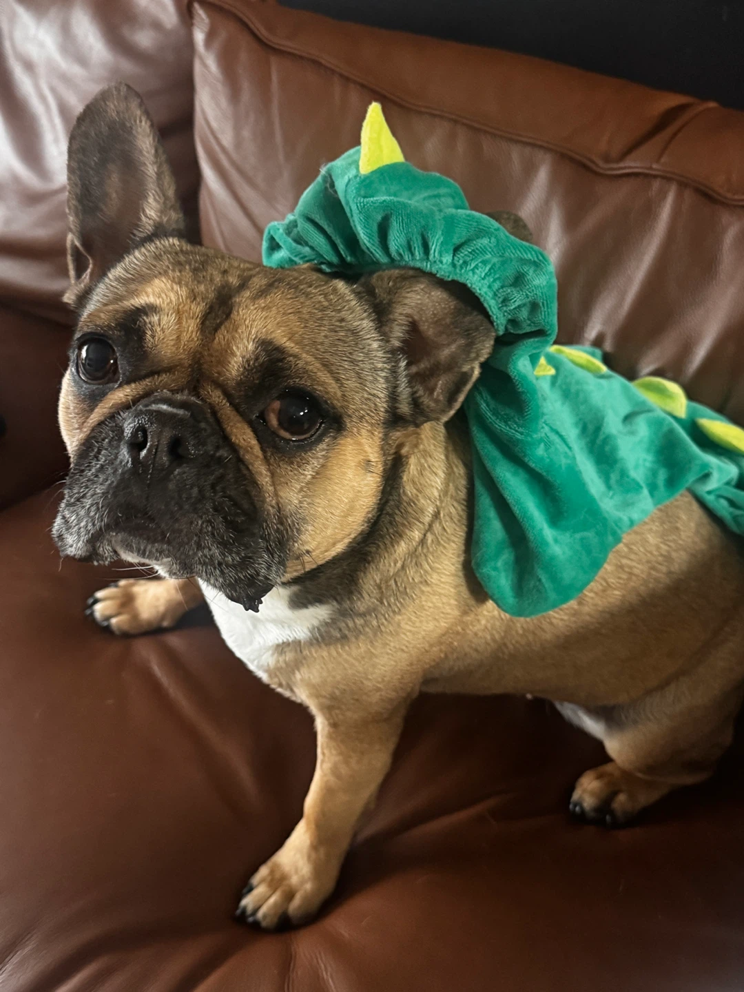 Assorted Pet Halloween Costumes - photo 3