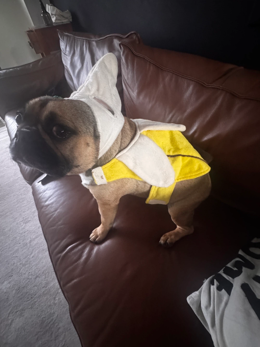 Assorted Pet Halloween Costumes - photo 4