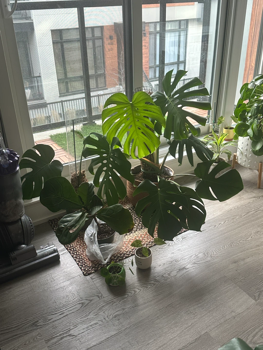 Lot of Plants