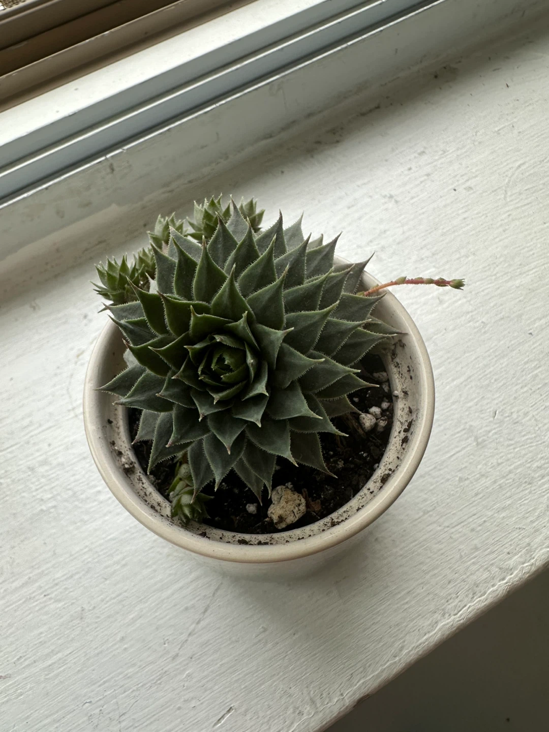 Sempervivum Succulent