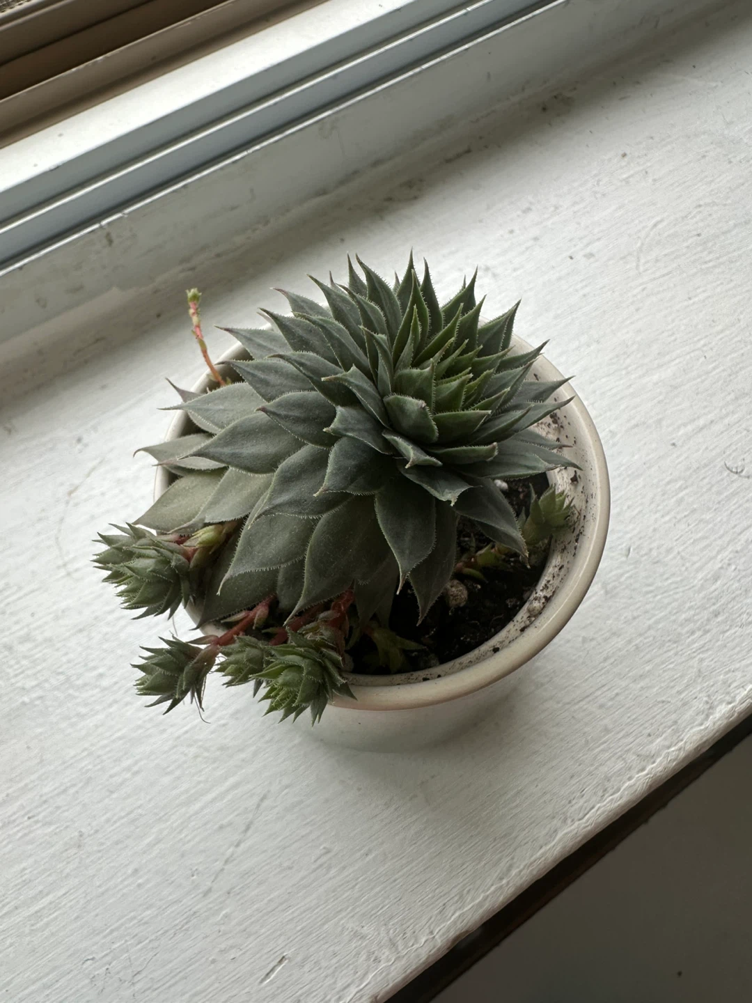 Sempervivum Succulent - photo 2