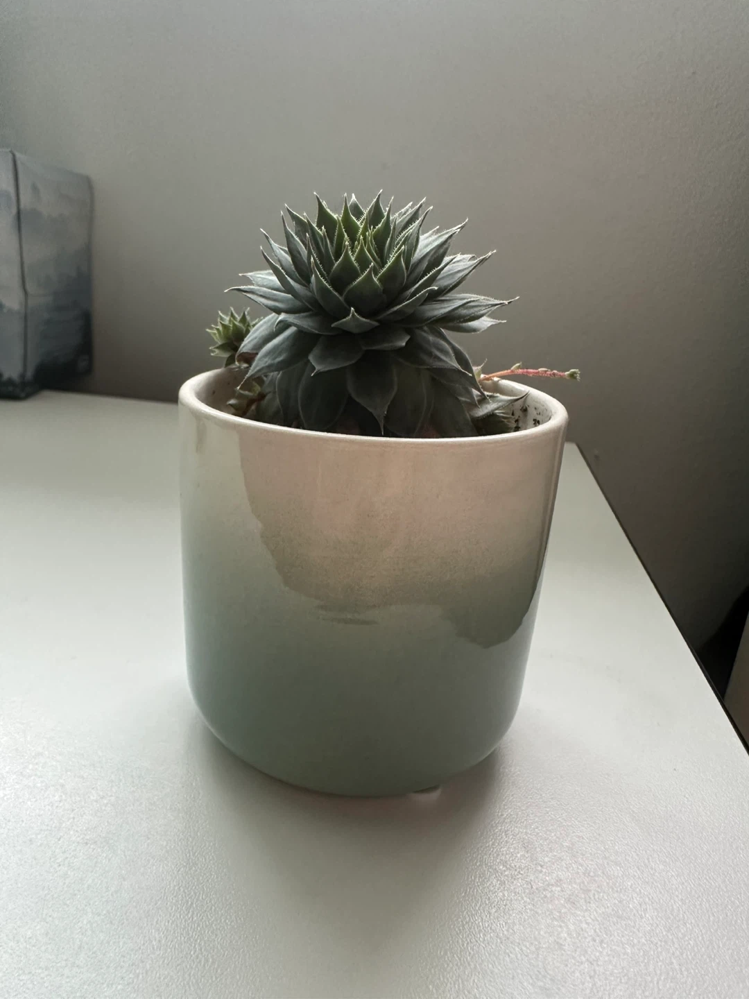 Sempervivum Succulent - photo 3