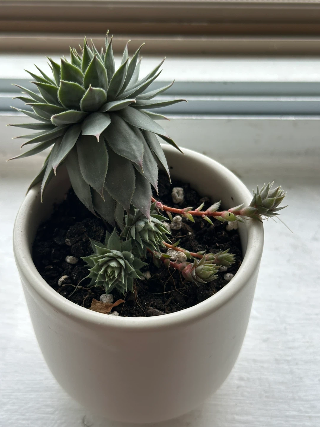 Sempervivum Succulent