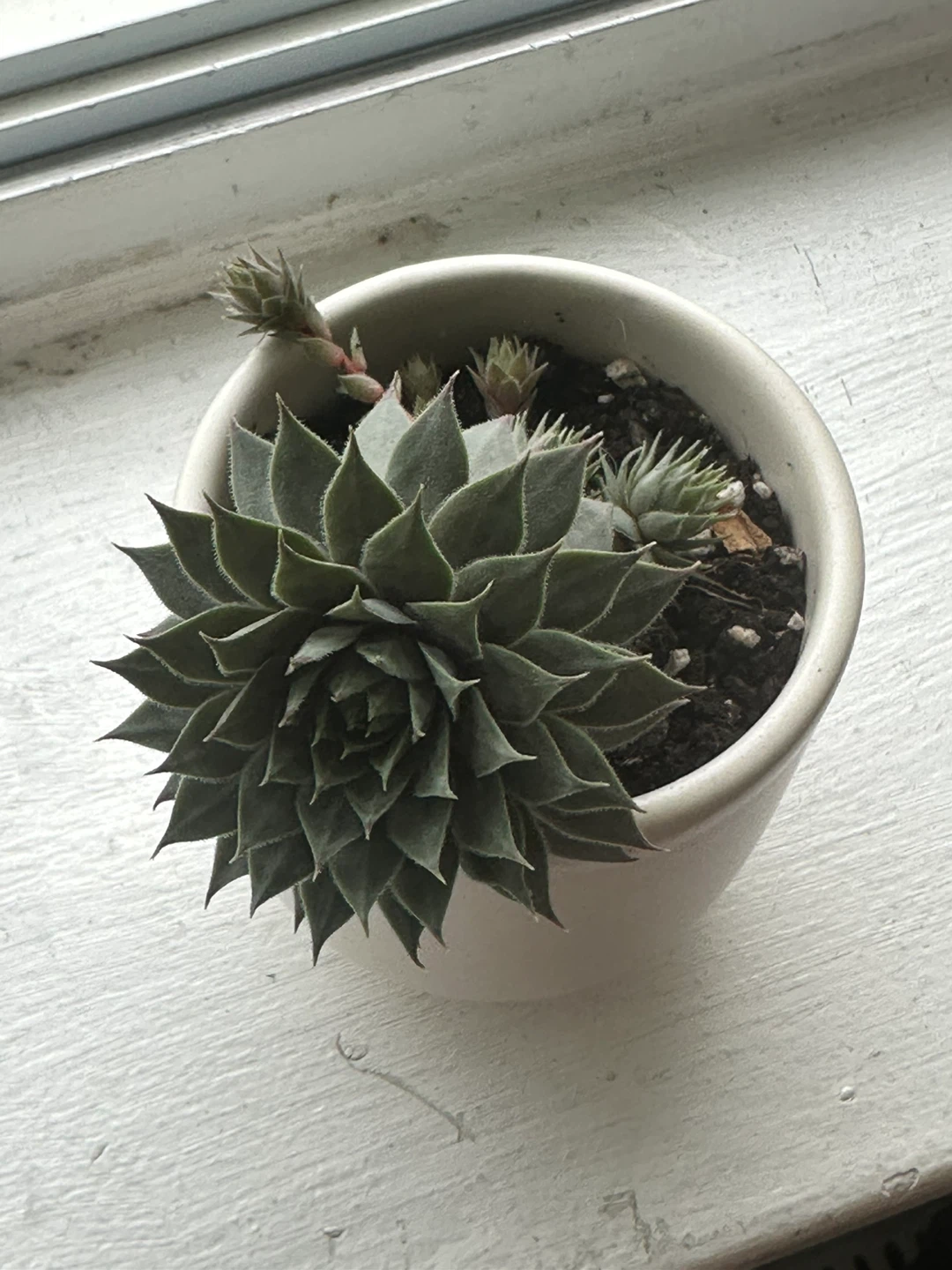 Sempervivum Succulent - photo 2