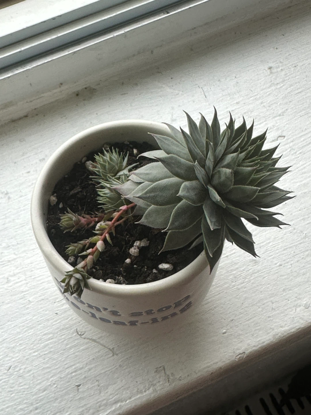 Sempervivum Succulent - photo 3