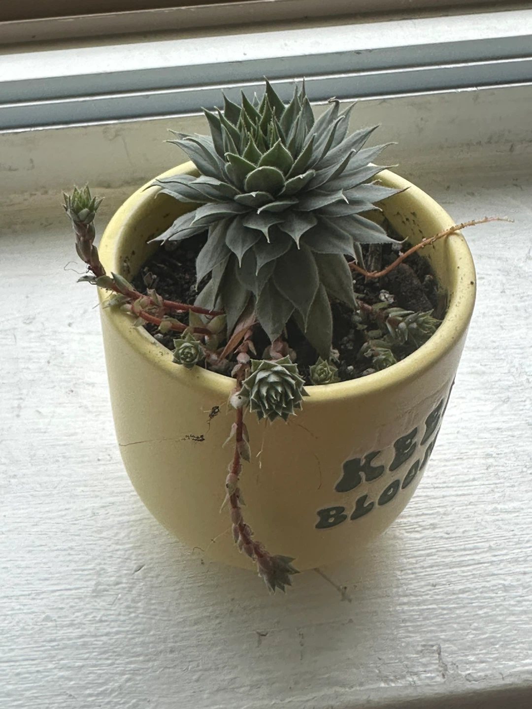 Sempervivum Succulent