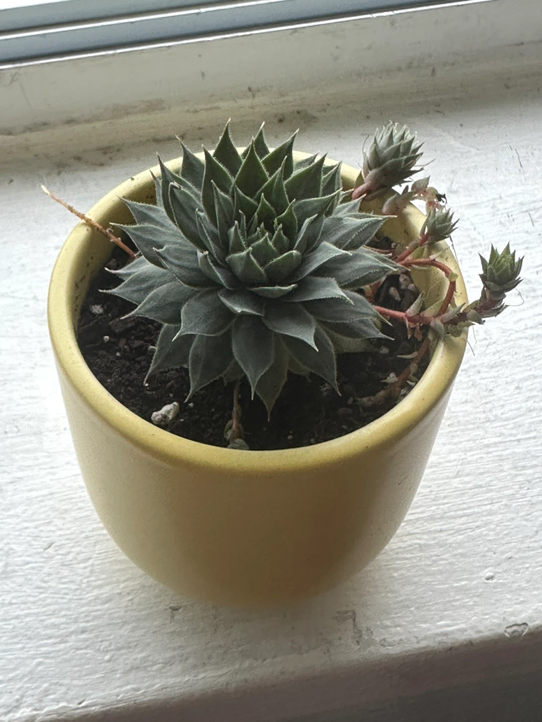 Sempervivum Succulent - photo 2