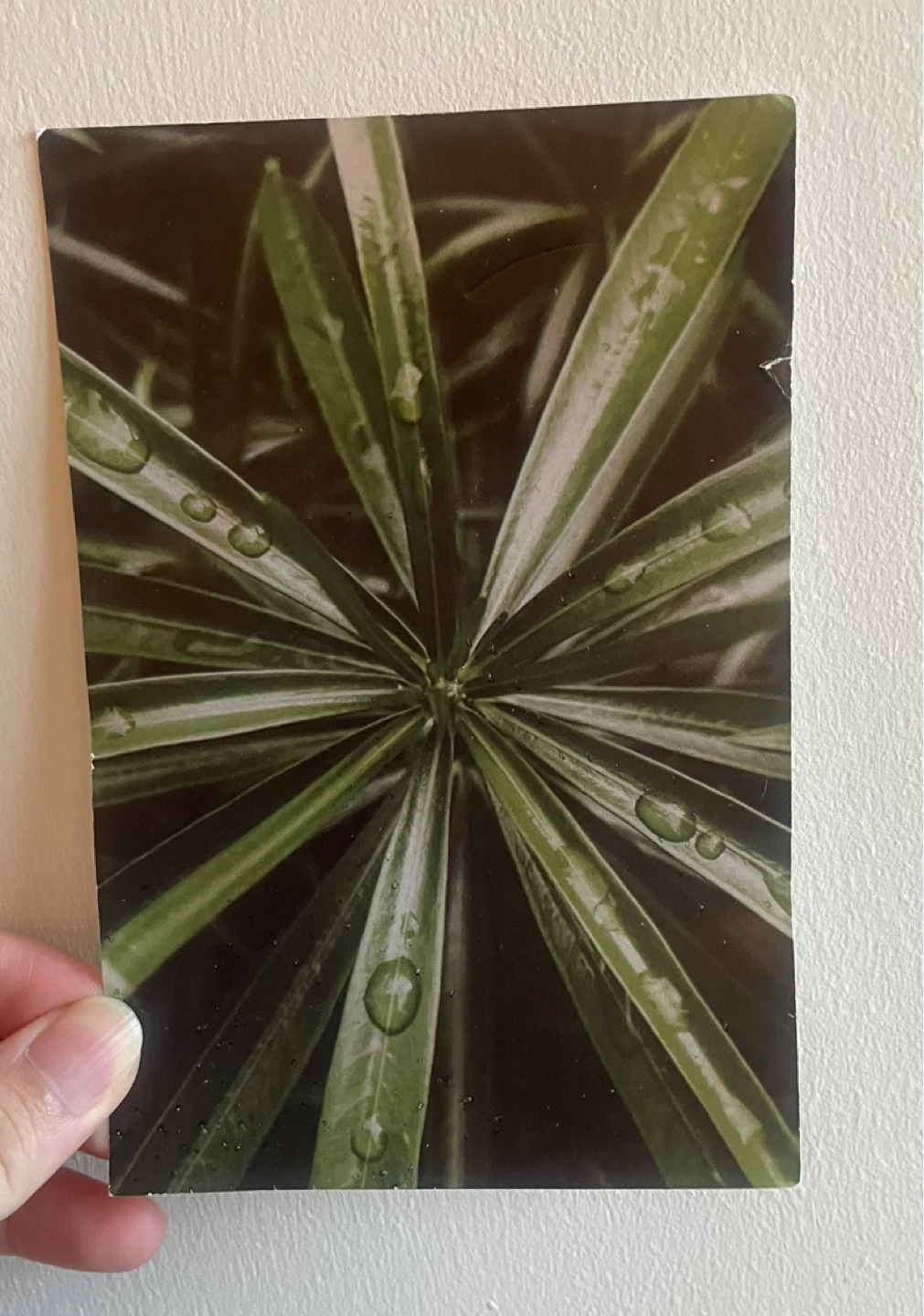 Botanical Art Card