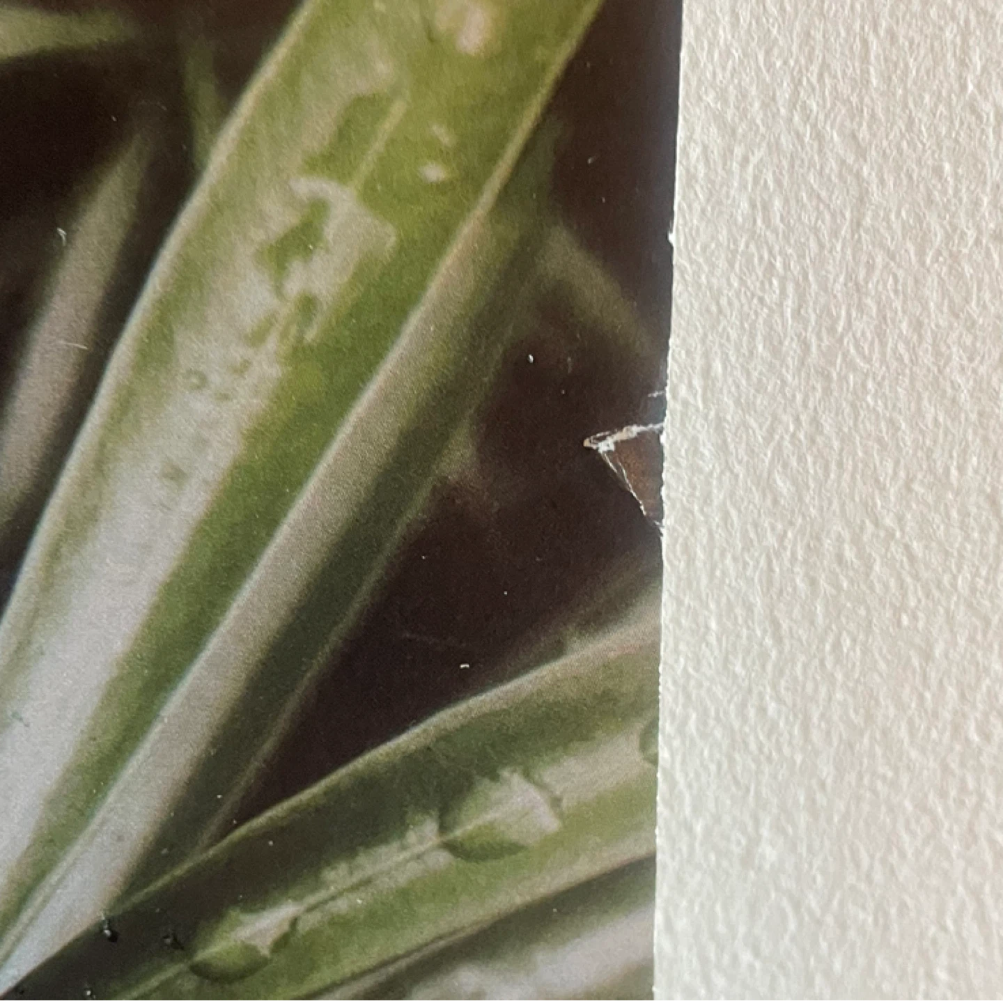 Botanical Art Card - photo 2