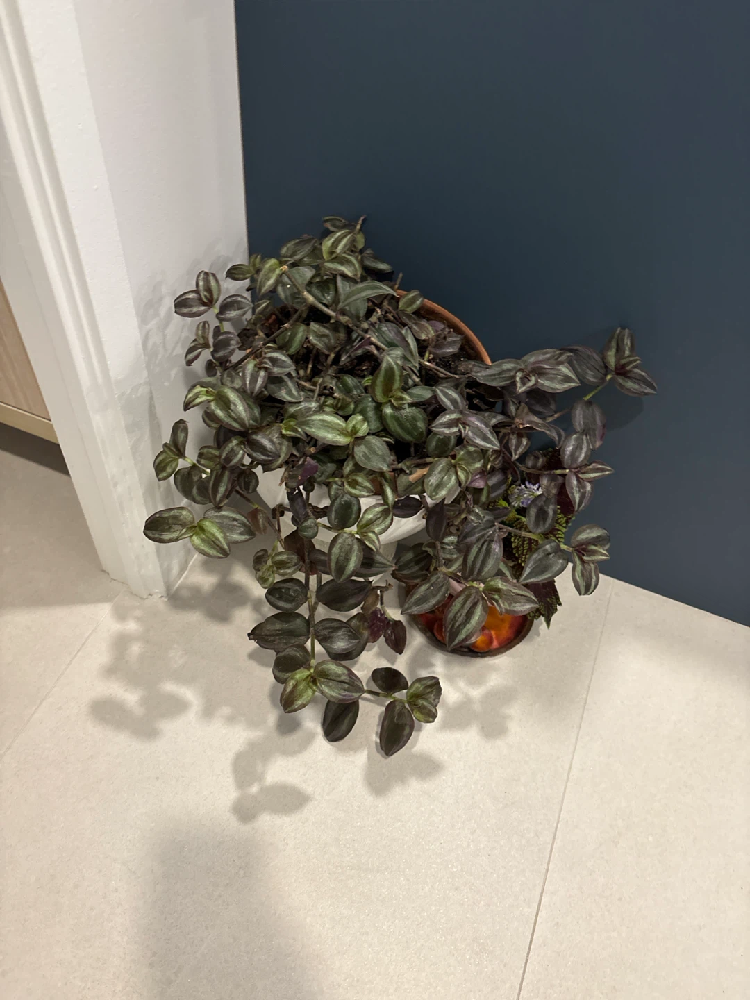 Tradescantia Zebrina Wandering Dude Plant