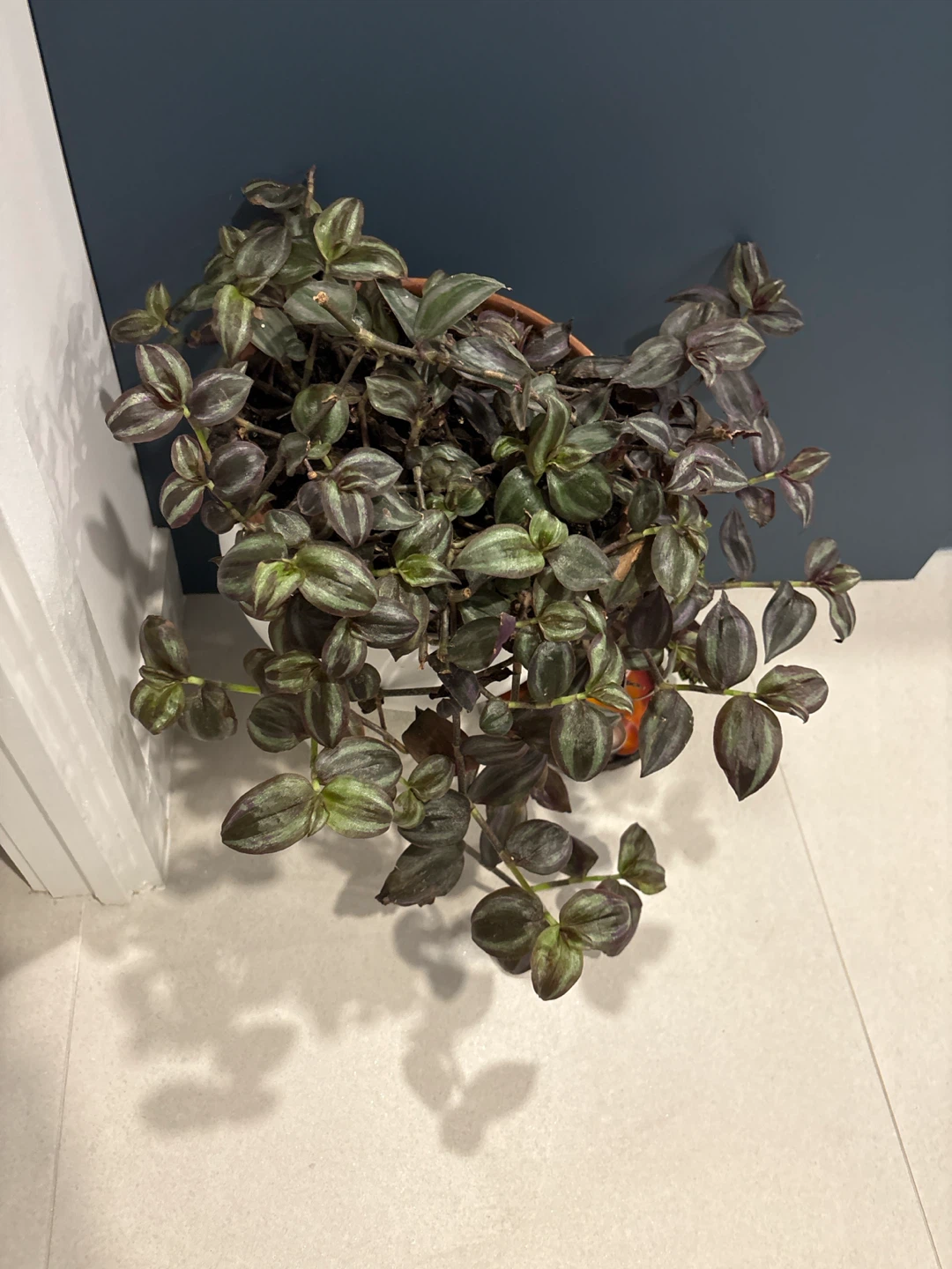 Tradescantia Zebrina Wandering Dude Plant - photo 2