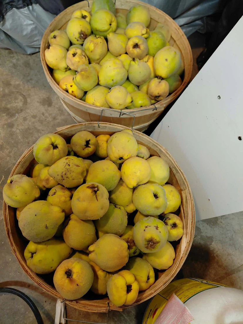 Fresh Yellow Quince/Marmelos
