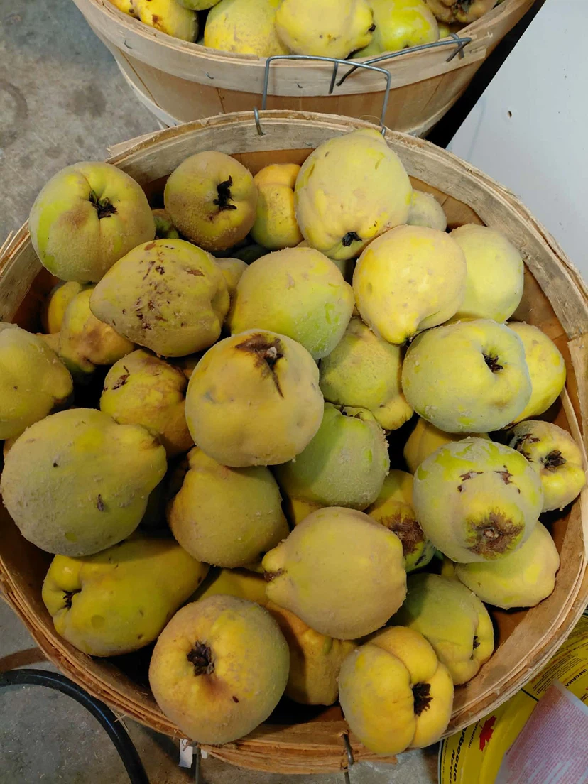 Fresh Yellow Quince/Marmelos - photo 2