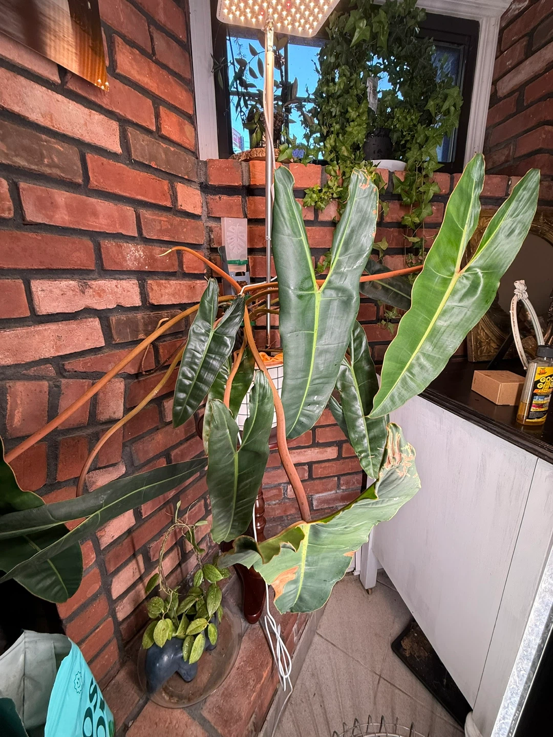 Philodendron Billietiae houseplant