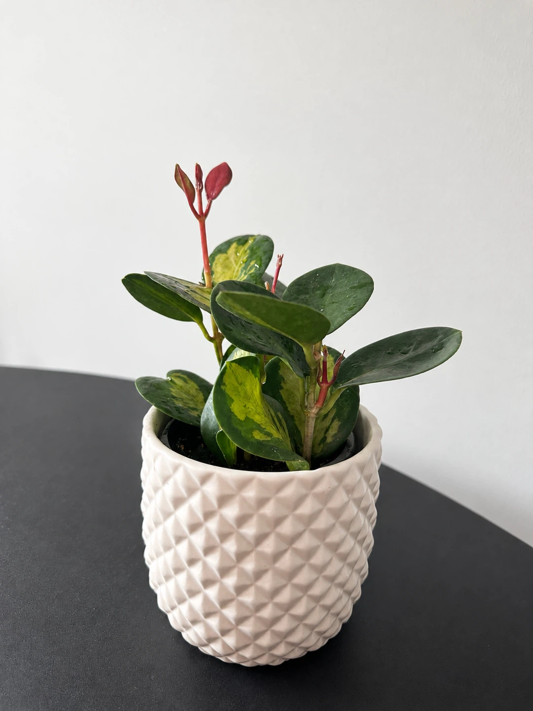 Hoya Lisa