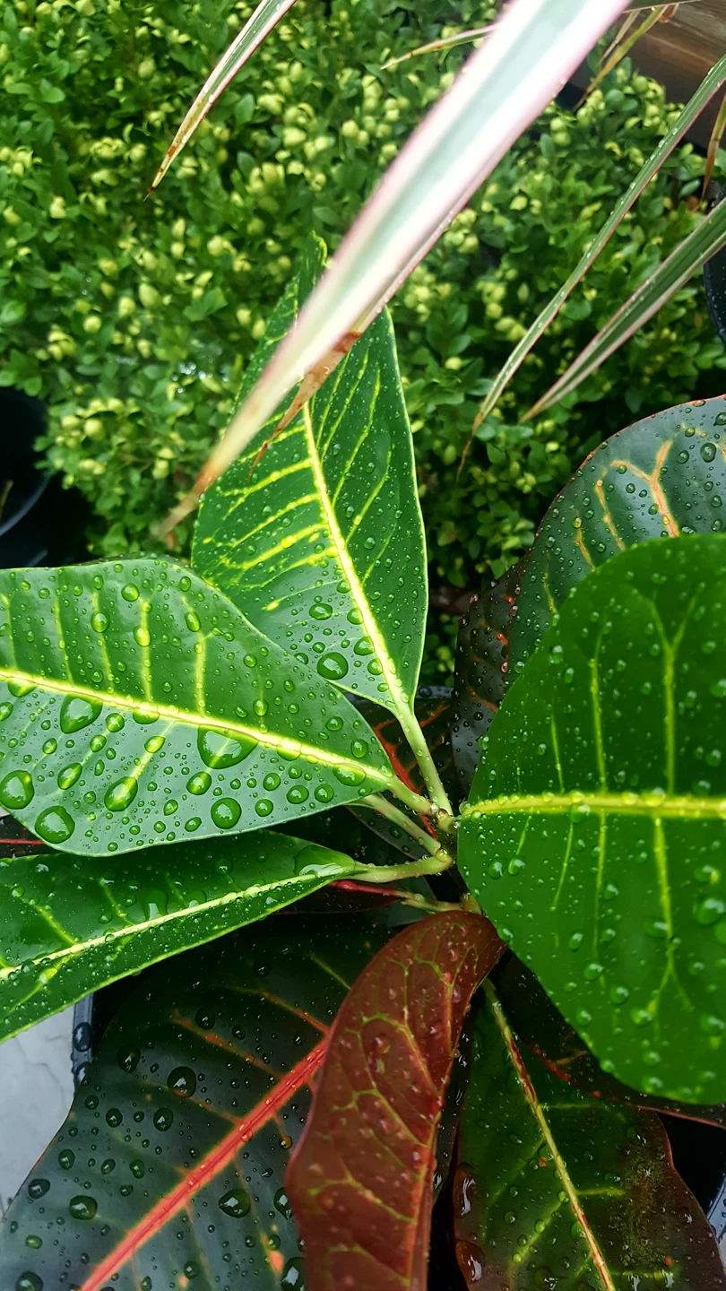 Healthy Croton Houseplant