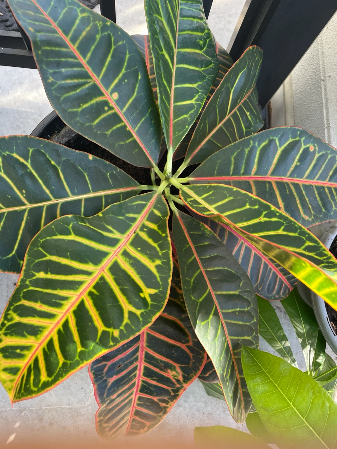 Healthy Croton Houseplant - photo 2