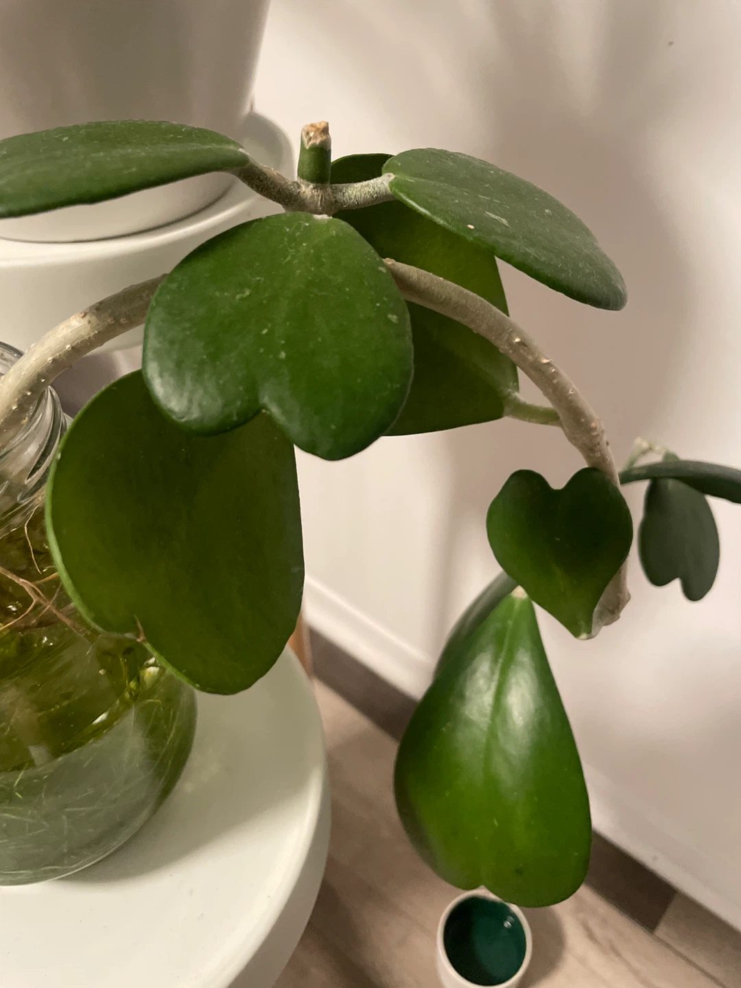 Hoya Kerrii Heart Leaf Cutting