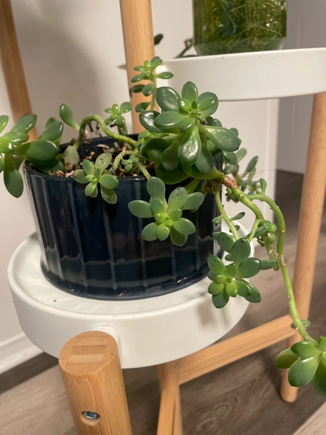 Succulent in Dark Blue Ribbed Planter