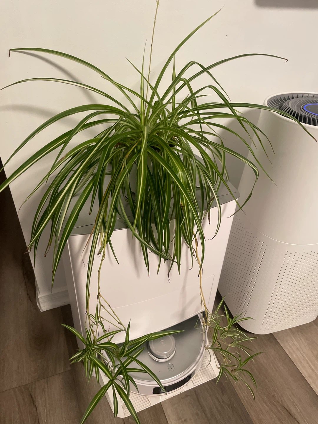 Spider Plant