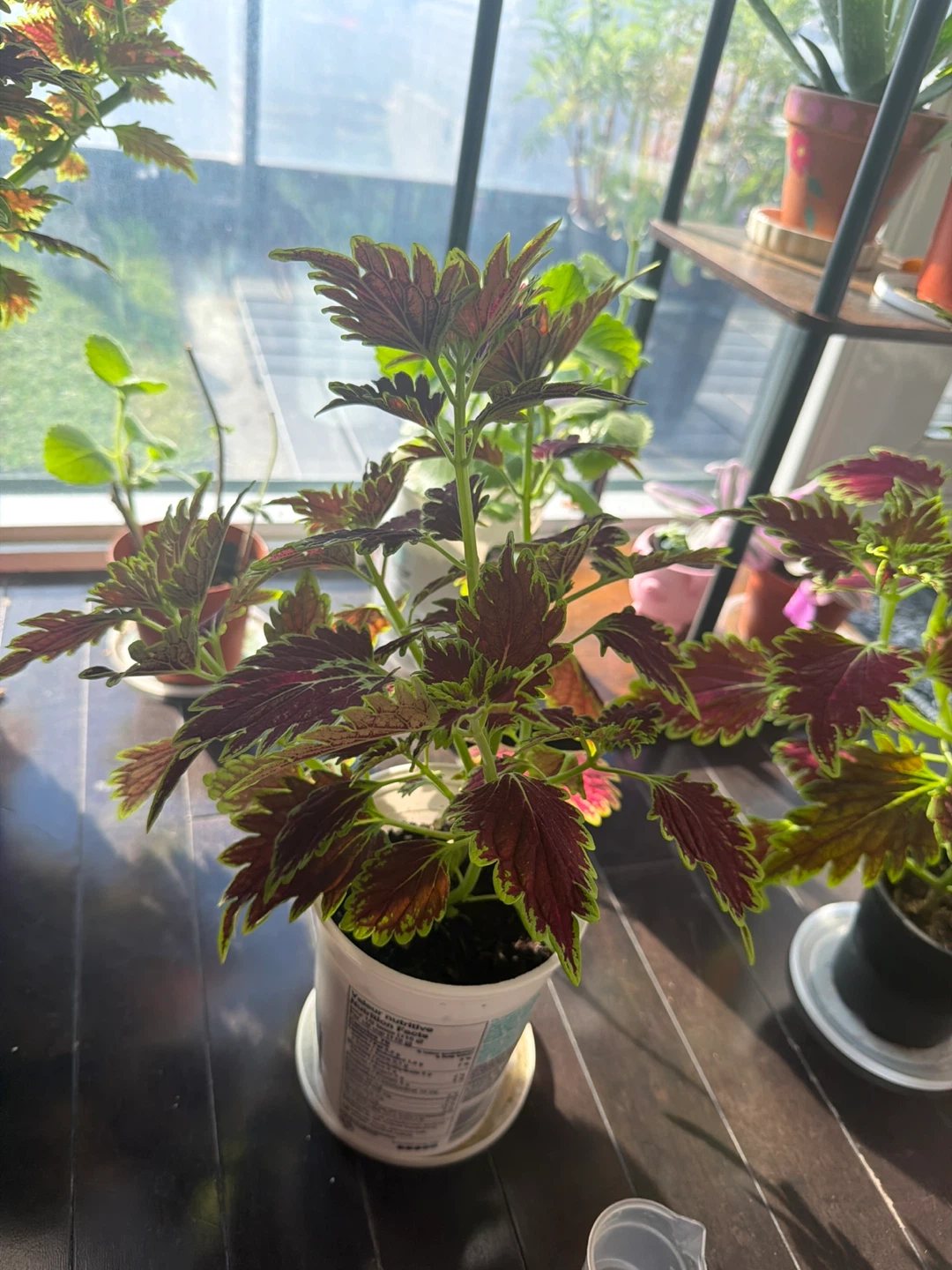 Coleus plant