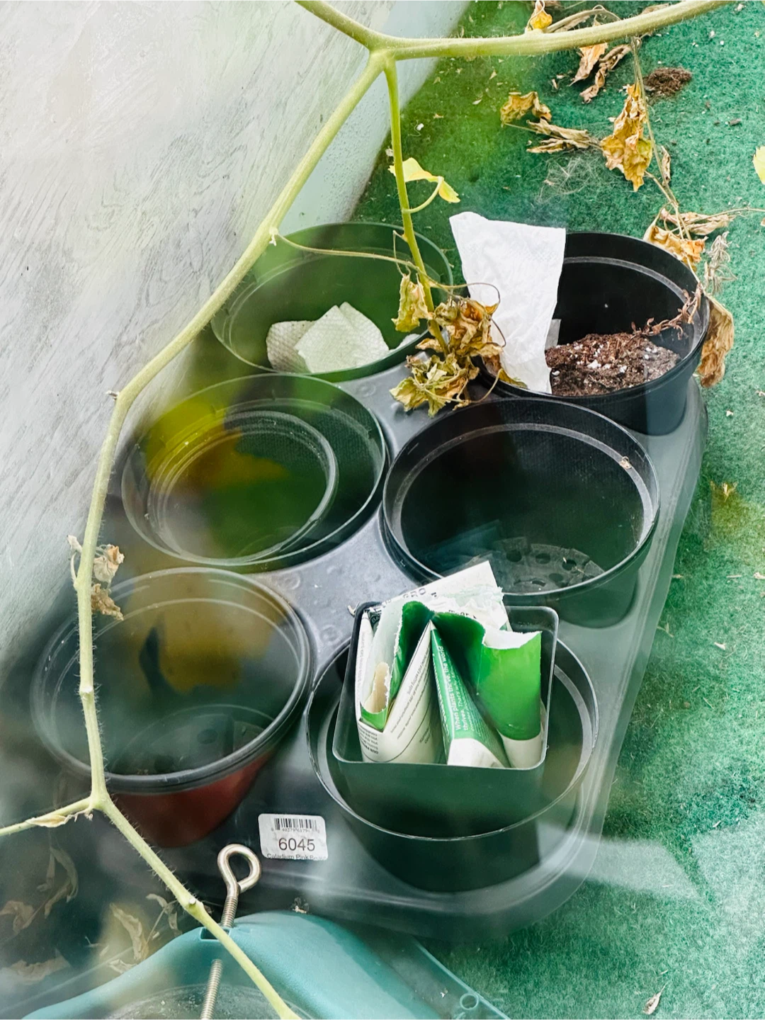 Plant nursery starter tray with pots