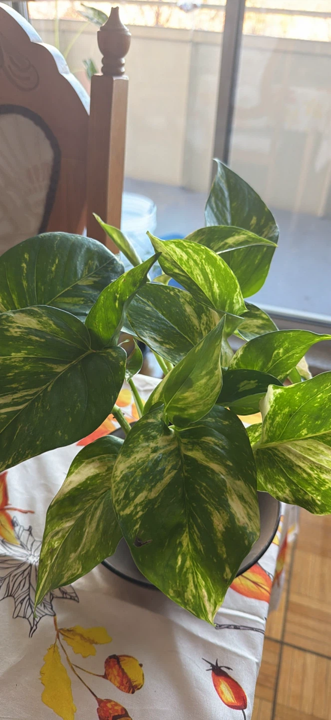 Marble Queen Pothos Houseplant